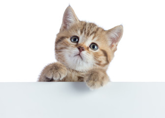 Pretty cat kitten peeking out of a blank sign, isolated on white background