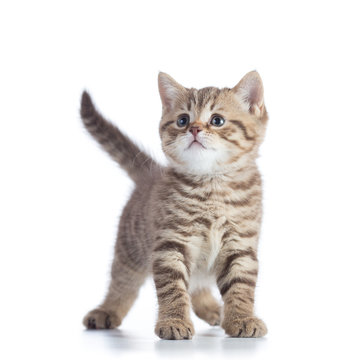 Cute baby tabby kitten isolated on white background