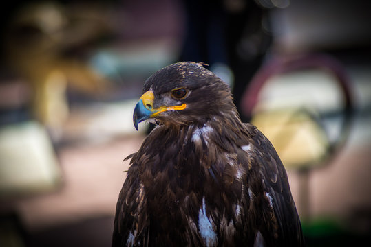 Aves de Presa, planos cortos de rapaces