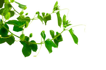 Green ivy and white flowers isolated on white background.