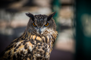 Aves de Presa, planos cortos de rapaces