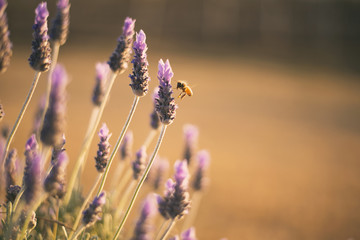 Beautiful deep purple lavender plants in nature.