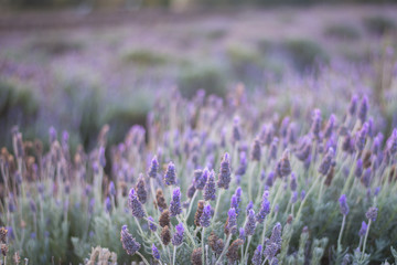 Beautiful deep purple lavender plants in nature.