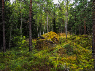 The dense forest. Lush Northern forests of Finland. Mystical rain forest.