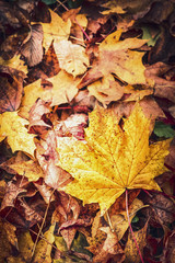 Beautiful autumn fallen leaves, top view, fall nature background