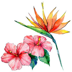 Obrazy  Tropikalne liście Hawajów w stylu przypominającym akwarele na białym tle. Aquarelle dziki kwiat dla tła, tekstury, wzoru opakowania, ramki lub obramowania.