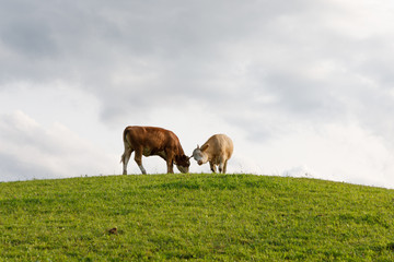 Cows fighting on hill top