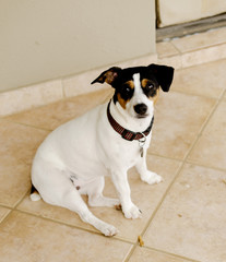 dog sitting on a tile selective focus