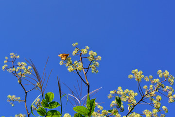タデ原湿原の花