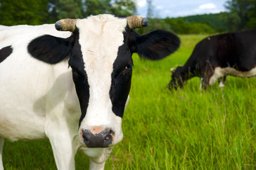 Naklejka na ściany i meble Cow on a summer pasture.