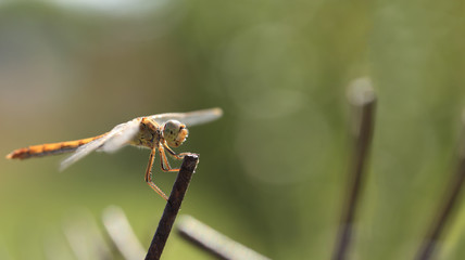 White butterfly on a purple blossom flower