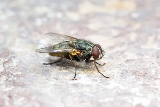 Diptera Meat Fly Insect on Rock