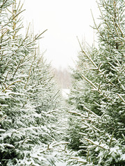 Rows of evergreen spruce in the snow during a snowfall. Natural festive winter background, living plants