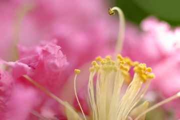 サルスベリの花