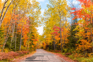 Naklejka na ściany i meble Road through the wood with autumn colorful foliage in Canada