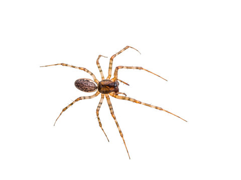 Long-Legged Crawling Spider Isolated on White