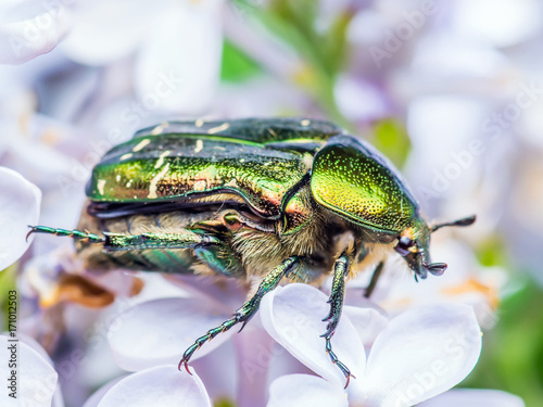 Cetonia Aurata Flower Chafer Green June Beetle Bug Insect