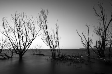 Long exposure photo of a lake at dusk, with trees and branches coming out of still water, and an empty sky