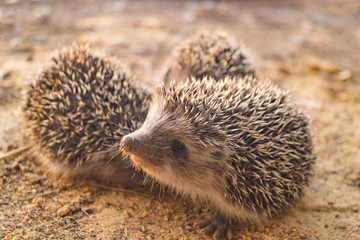 Three small hedgehogs walking on the ground