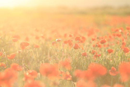 Coquelicots sous le soleil