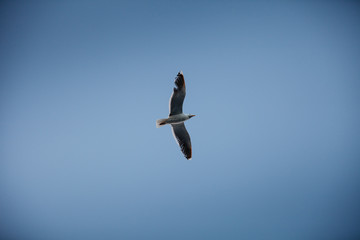 seagull flying in the sky
