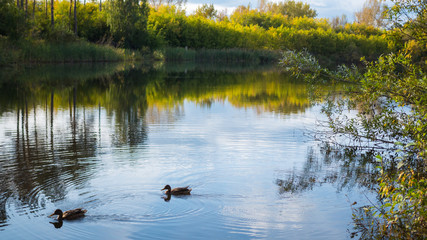 A small lake in the Park, the yellowing trees along the shore. Wild ducks swimming on the lake. The reflection of sky and trees in the water of the lake. A beautiful scenic place