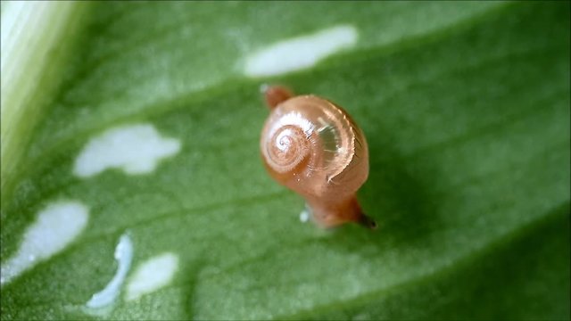 Little snail woke up on wet bright green leaf and stretching off its tentacles 