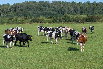 Cow herd on summer pasture