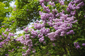 Obraz premium blooming branches of lilac