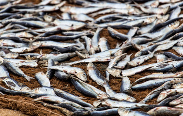 fish lies to dry on mats on Negombo beach, Sri Lanka