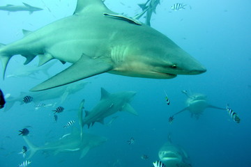 bull shark