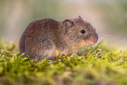 Bank vole in natural environment