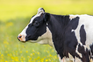 Obraz na płótnie Canvas Portrait of Frisian cow on bright green background