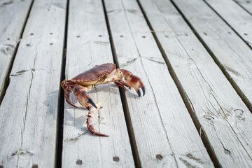 alive crab standing on wooden floor