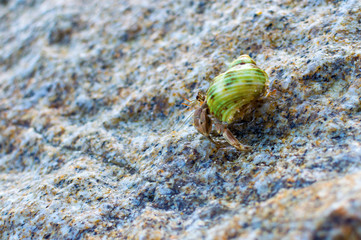Hermit Crab on a beach