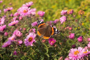 Schmetterlinge auf Astern