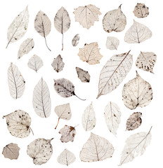 Herbarium - Collection of Leaf Structure Skeletons with Veins
