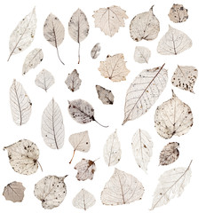 Herbarium - Collection of Leaf Structure Skeletons with Veins
