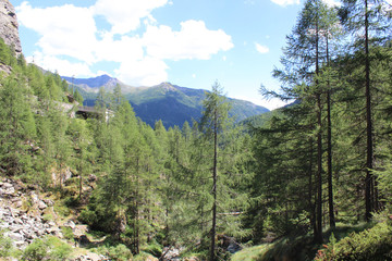 Fototapeta na wymiar Beautiful view of green pine, mountains and blue sky.