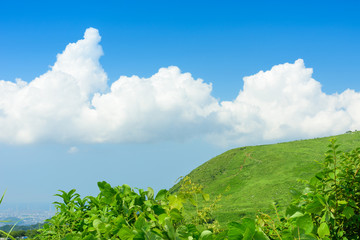 夏の草原