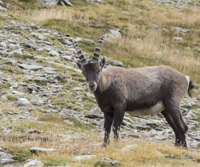 Alpine Ibex - 171020946