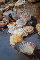 many scallop shells