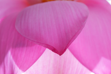 close up of lotus petal flower