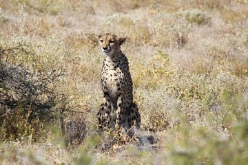 Cheetah in Etosha Park, Namibia