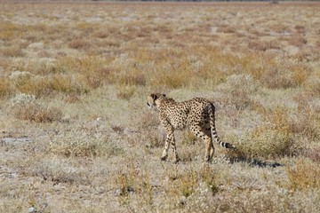Cheetah in Etosha Park, Namibia