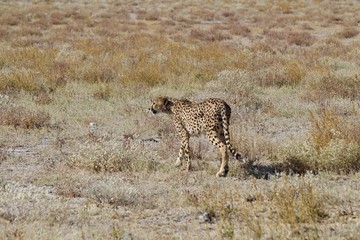 Cheetah in Etosha Park, Namibia