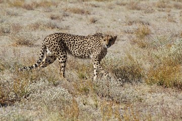 Cheetah in Etosha Park, Namibia