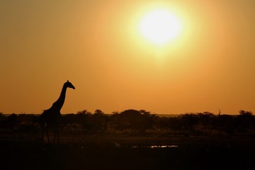 Obraz na płótnie Canvas Sunset time in Etosha Park Namibia - Giraffa at waterhole
