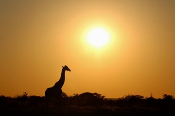 Sunset time in Etosha Park Namibia - Giraffa at waterhole
