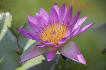 Pink lotus closeup background